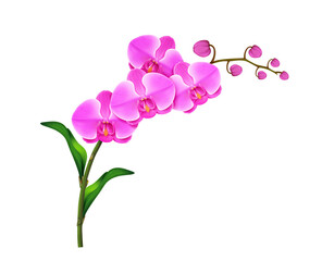 Fototapeta na wymiar Pink orchid branch realistic illustration isolated on white background.