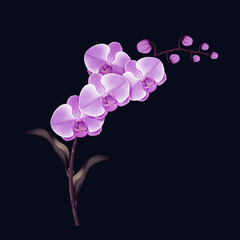 Fototapeta na wymiar Pink orchid Flower branch realistic illustration isolated on dark background.