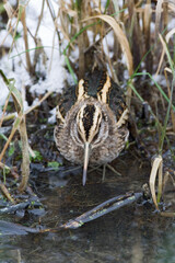 Jack Snipe, Bokje, Lymnocryptes minimus