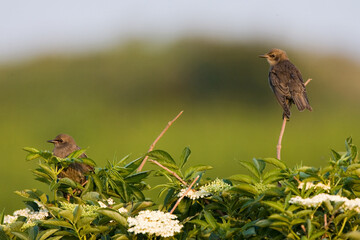 Common Starling, Spreeuw, Sturnus vulgaris