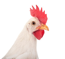 Leghorn chicken in studio