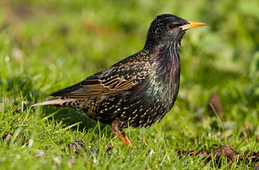 Spreeuw, Common Starling, Sturnus vulgaris