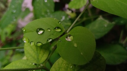 rain drops on a leaf