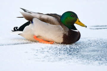 Wilde Eend, Mallard, Anas Plathyrhynchos