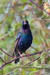 Spreeuw, Common Starling, Sturnus vulgaris