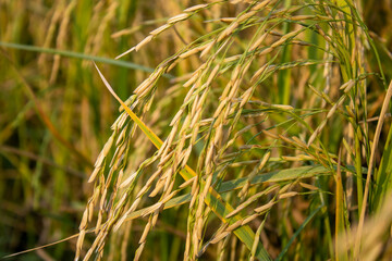 Beautiful paddy barley in field