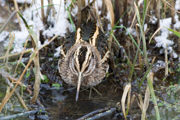Jack Snipe, Bokje, Lymnocryptes minimus