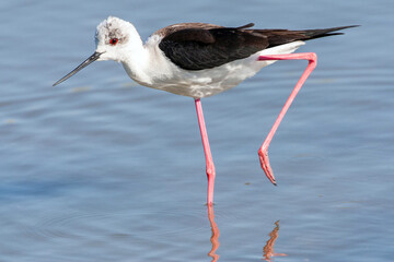 Black-winged Stilt, Himantopus himantopus