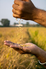 Paddy grains dropping in motion from one hand to another