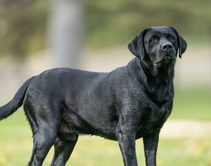 Beautiful Strong Male black Labrador Retriever