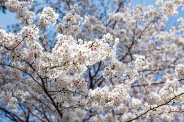満開のさくら