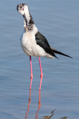 Black-winged Stilt, Himantopus himantopus