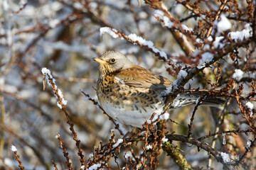 Kramsvogel, Fieldfare, Turdus pilaris