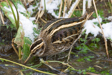 Jack Snipe, Bokje, Lymnocryptes minimus