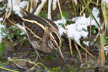 Jack Snipe, Bokje, Lymnocryptes minimus