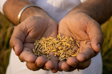 Golden paddy grains in farmer's hand