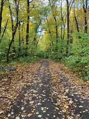 path in autumn forest