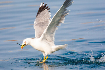 Yellow-legged Gull, Larus michahellis michahellis