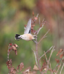 Siberian Stonechat, Saxicola maurus