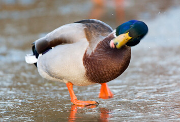 Wilde Eend, Mallard, Anas Plathyrhynchos