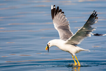 Yellow-legged Gull, Larus michahellis michahellis