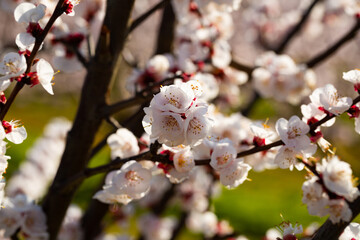 Obraz premium Closeup of apricot flowers on tree branches in spring orchard..