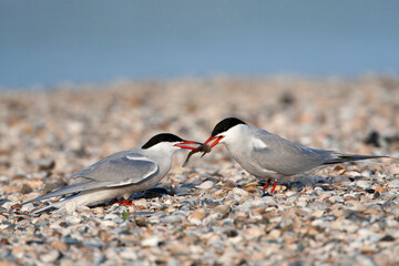 Visdief; Common Tern; Sterna hirundo
