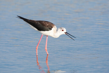 Black-winged Stilt, Himantopus himantopus