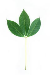 Three green leaves attached to stems, leaves it to fall from the tree. Isolated white background.