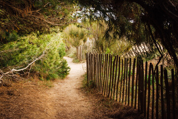 Fototapeta na wymiar un chemin de plage avec une clôture en bois et des sapins en sous-bois