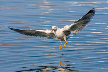 Yellow-legged Gull, Larus michahellis michahellis