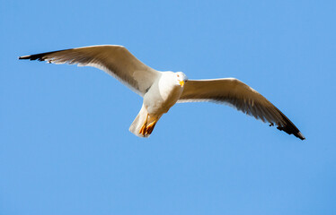 Yellow-legged Gull, Larus michahellis michahellis
