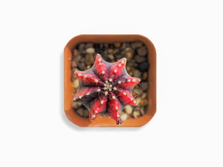 Top view of a Black Pearl Gymnocalycium Variegated (Red-Black color) blossom in orange flowerpot isolated on white background.