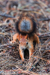 Red squirrel with a bushy tail in a coniferous forest looking for nuts, food. Selective focus