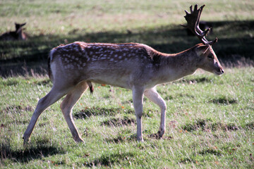 A close up of a Fallow Deer