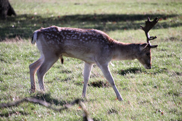 A close up of a Fallow Deer