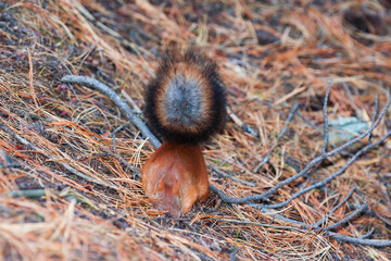 Red squirrel with a bushy tail in a coniferous forest looking for nuts, food. Selective focus