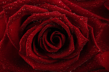 Red rose flower in water drops