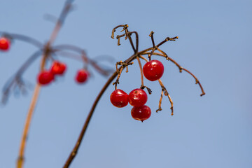 Red ripe viburnum berries on a branch in autumn, winter against the blue sky. Topic medicinal and food plants, herbal medicine