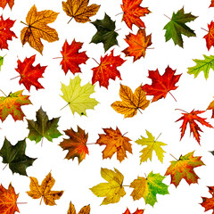 Autumn leaves seamless pattern. Colorful maple foliage. Season leaves fall background. Autumn yellow red, orange leaf isolated on white.