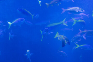 Obraz na płótnie Canvas 海水魚の群れ
