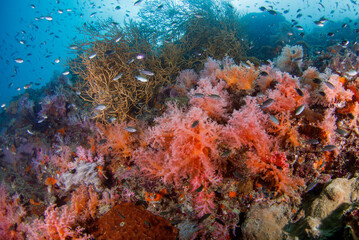Fototapeta na wymiar A beautiful, healthy, colorful tropical coral reef system