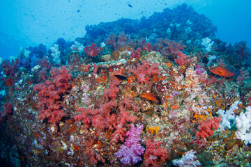 Plakat A beautiful, healthy, colorful tropical coral reef system