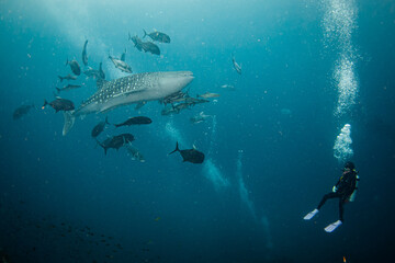 whale shark and scuba diver.