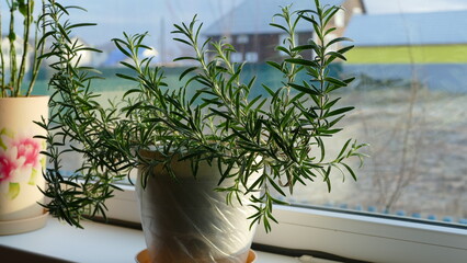 rosemary flower in a pot on the windowsill