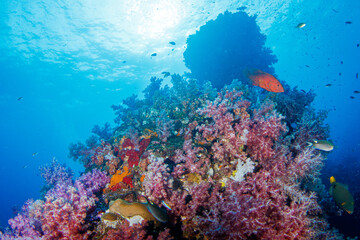 Fototapeta na wymiar A beautiful, healthy, colorful tropical coral reef system