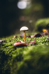 mushroom on the moss