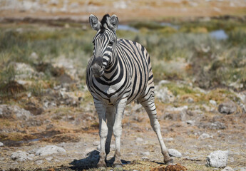 Fototapeta na wymiar Zebras im Etosha National Park Namibia Südafrika
