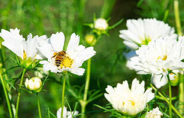足に黄色い花粉をたくさんつけて白いコスモスの花の蜜を集めるミツバチ