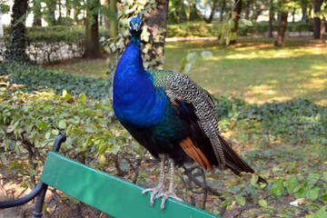 Obraz premium Beautiful peacock sitting on a bench in Lazienki Park, Warsaw, Poland
